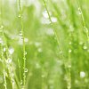 Background of a wet grass