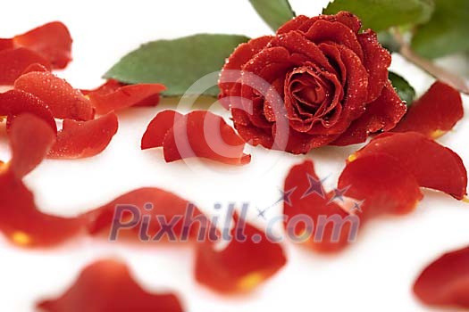 Red rose with loose petals on white
