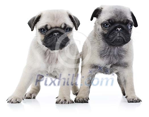 Two cute pug puppies