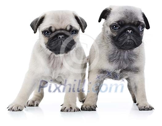 Two cute pug puppies Two cute pug puppies