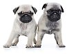 Two cute pug puppies