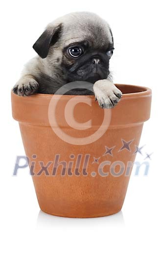 Pug puppy in a flowerpot