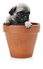 Pug puppy in a flowerpot