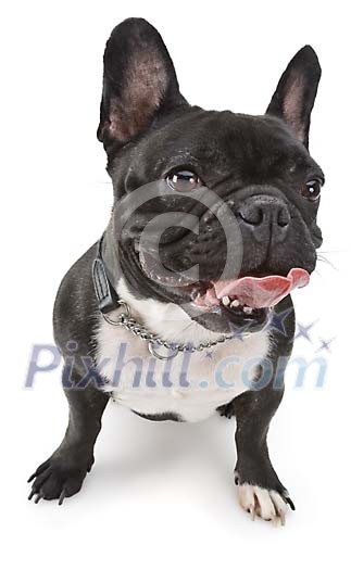 Isolated french bulldog puppy Isolated french bulldog puppy