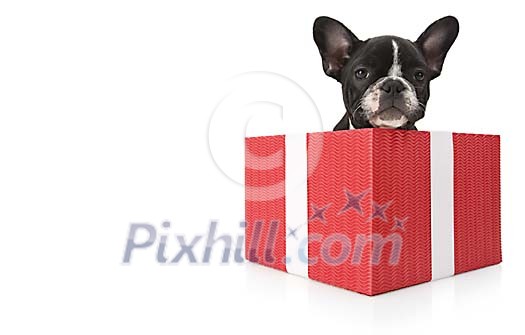 Isolated french bulldog puppy in a gift box