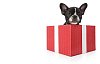 Isolated french bulldog puppy in a gift box