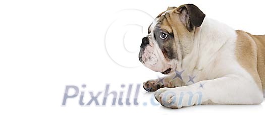 Isolated bulldog puppy laying down
