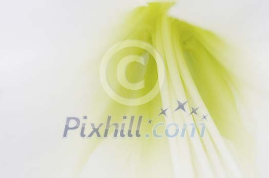 Background of a macro lily Background of a macro lily