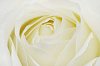 Background of a white rose