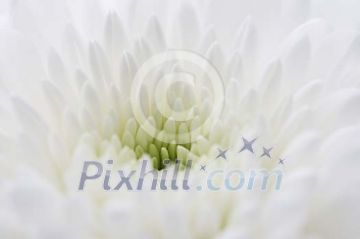 Background of a white flower Background of a white flower