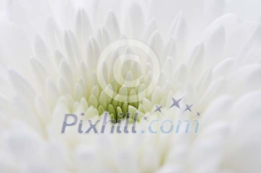 Background of a white flower