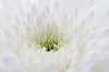 Background of a white flower