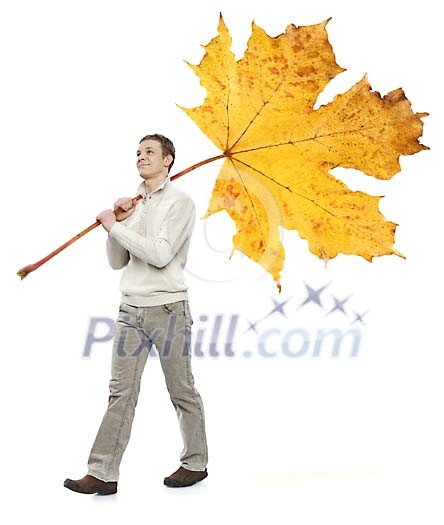 Isolated man walking with a huge maple leaf