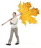 Isolated man walking with a huge maple leaf