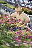 Older man caring for flowers