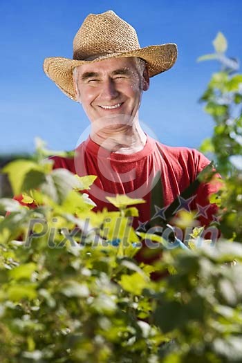 Older man in the garden on a sunny day