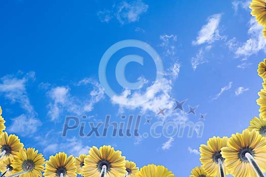 Background of a blue sky and yellow gerberas