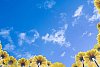 Background of a blue sky and yellow gerberas
