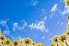 Background of a blue sky and yellow gerberas