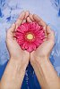Female hands holding a pink gerbera over the water