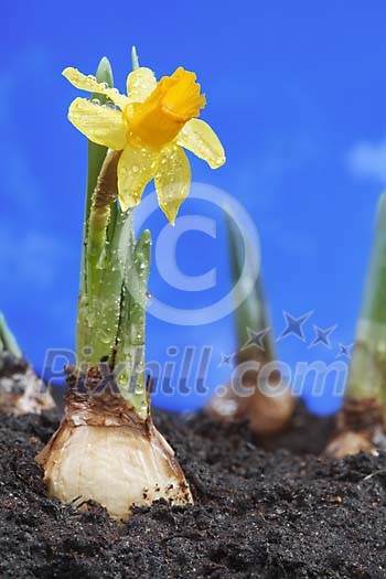 Blooming daffodil growing on the ground