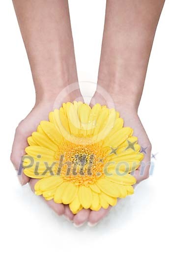 Isolated female hands holding a yellow gerbera