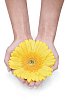 Isolated female hands holding a yellow gerbera