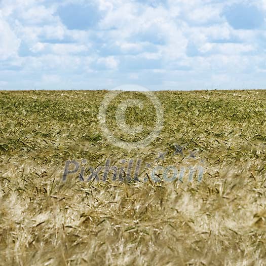 Rye field on a sunny day