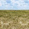 Rye field on a sunny day