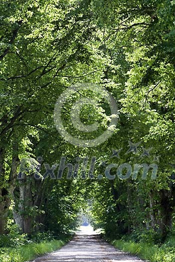 Road between trees on a sunny day