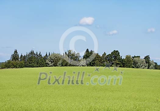 Summery green field and forest