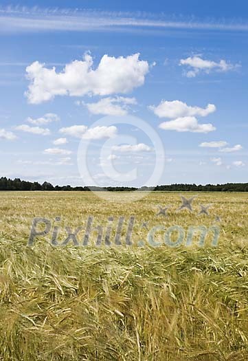 Rye field on a summery day