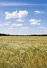 Rye field on a summery day