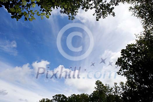 Sky above the trees Sky above the trees
