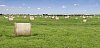 Hay bales on a green grass field