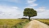 Single tree by a countryside road