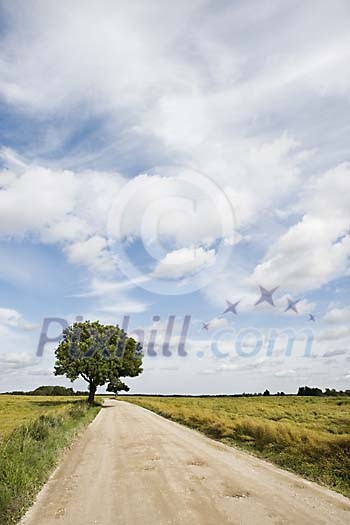 Single tree by a countryside road Single tree by a countryside road