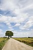 Single tree by a countryside road