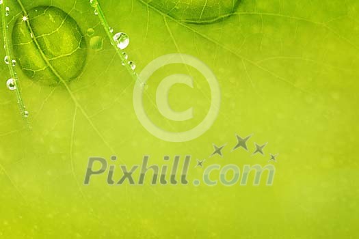 Green leaf and water drops background Green leaf and water drops background