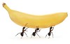 Three ants carrying banana