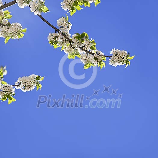 Blooming cherry-tree branches against blue sky