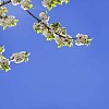 Blooming cherry-tree branches against blue sky
