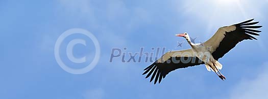 Flying stork against blue sky