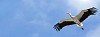 Flying stork against blue sky