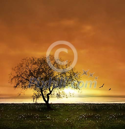 One tree on meadow in sunset