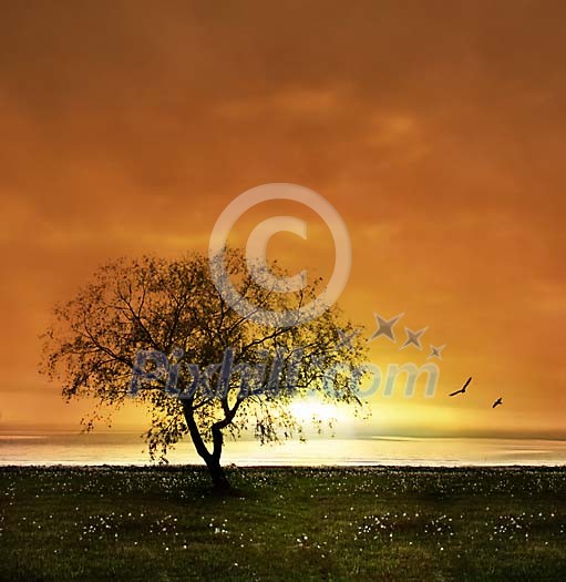 One tree on meadow in sunset One tree on meadow in sunset