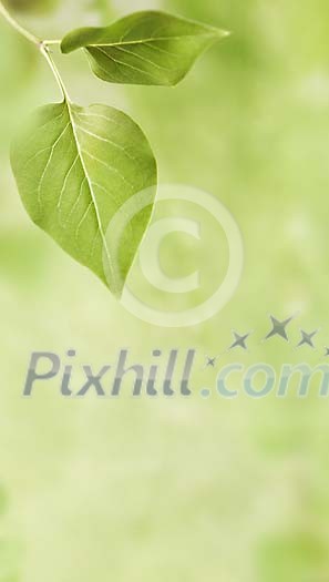 Fresh green leaves in nature Fresh green leaves in nature