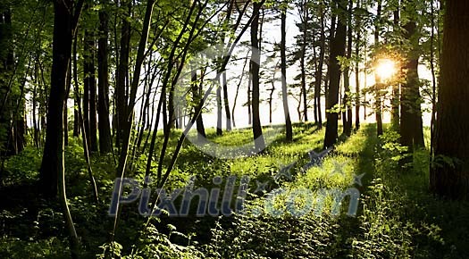Sun shining through the trees in the forest Sun shining through the trees in the forest