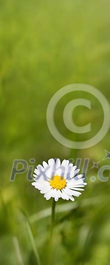 Single daisy in the grass