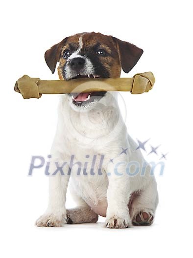 Terrier puppy with big bone